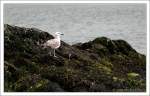 V�gel, Wasserv�gel M�we auf Beobachtungsposten im Hafen von Castletownbere, Irland County Cork
