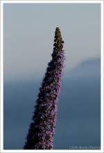 Bl�ten- und Kleinpflanzen Himmelsst�rmer - Bl�tendolde der Echium pininana (Riesen-Natternkopf). Fotografiert auf der Halbinsel Howth, Irland Co. Fingal (bei Dublin)