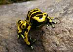 Amphibien Pfeilgiftfrosch am 15.07.2008 in Wilhelma/Stuttgart