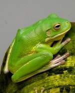 Amphibien Laubfrosch am 15.07.2008 in Wilhelma/Stuttgart