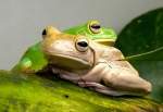 Amphibien Laubfrosch am 15.07.2008 in Wilhelma/Stuttgart
