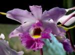 Bl�ten- und Kleinpflanzen Orchidee am 15.07.2008 in Wilhelma/Stuttgart