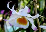 Bl�ten- und Kleinpflanzen Orchidee am 15.07.2008 in Wilhelma/Stuttgart