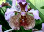 Bl�ten- und Kleinpflanzen Orchidee am 15.07.2008 in Wilhelma/Stuttgart