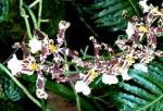 Bl�ten- und Kleinpflanzen Orchidee am 15.07.2008 in Wilhelma/Stuttgart