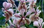 Bl�ten- und Kleinpflanzen Orchidee am 15.07.2008 in Wilhelma/Stuttgart