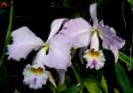 Bl�ten- und Kleinpflanzen Orchidee Cattleya gaskeitiana am 14.06.2008 in Wilhelma/Stuttgart