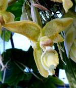 Bl�ten- und Kleinpflanzen Orchidee Ochsenkopf am 15.07.2008 in Wilhelma/Stuttgart