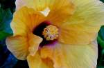 Bl�ten- und Kleinpflanzen Hibiskus am 15.07.2008 in Wilhelma/Stuttgart
