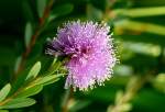 Bl�ten- und Kleinpflanzen Bunte Myrtenheide am 15.07.2008 in Wilhelma/Stuttgart