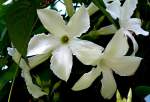 Bl�ten- und Kleinpflanzen Chilejasmin am 15.07.2008 in Wilhelma/Stuttgart