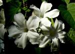 Bl�ten- und Kleinpflanzen Chilejasmin am 15.07.2008 in Wilhelma/Stuttgart
