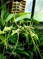 Bl�ten- und Kleinpflanzen Orchidee Brassia am 15.07.2008 in Wilhelma/Stuttgart