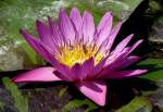 Bl�ten- und Kleinpflanzen Seerose am 15.07.2008 in Wilhelma/Stuttgart