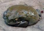Amphibien Colorado-Kr�te am 15.07.2008 in Wilhelma/Stuttgart