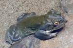 Amphibien Colorado-Kr�te am 15.07.2008 in Wilhelma/Stuttgart
