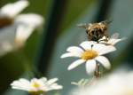 Insekten und Spinnen Als ob sie gewusst hat das sie fotografiert wird, setzte sie sich gekonnt in Szene.
(August 2008)