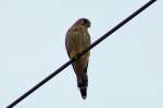 V�gel, Wasserv�gel Was wird da gemacht, Fotoshoting auf der Stromleitung