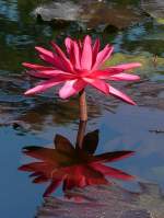 Bl�ten- und Kleinpflanzen Seerose am 23.07.2008 in Wilhelma/Stuttgart