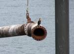 V�gel, Wasserv�gel Kormoran an der hamburger S�derelbe.(5.9.08)