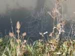 Region K�ln Herbststimmung - Spinnennetz mit Tau - Herbst 2005