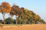 Region K�ln Herbstb�ume - Stra�e Palmersheim-Rheinbach - 11.10.2005