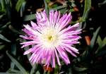 Bl�ten- und Kleinpflanzen Mittagsblume am 23.07.2008 in Wilhelma/Stuttgart