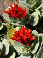 Bl�ten- und Kleinpflanzen Kalanchoe am 23.07.2008 in Wilhelma/Stuttgart