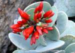 Bl�ten- und Kleinpflanzen Kalanchoe am 07.09.2008 in Wilhelma/Stuttgart