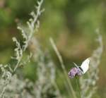 Insekten und Spinnen Ein mir unbekannter Schmetterling flog mir vor die Linse.
(September 2008)