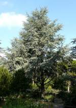 Blaue Atlaszeder am 23.07.2008 ...  Manfred M�ldner 21.09.2008