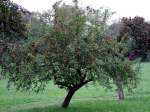 Apfelb�ume mit roten Fr�chten; ...  innviertel 27.09.2008
