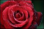 Bl�ten- und Kleinpflanzen Eine Rose im Morgentau. Aufgenommen am 6.09.2008 in unserem Garten.