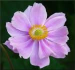 Bl�ten- und Kleinpflanzen Einige Staubgef��e dieser Bl�te haben sich selbstst�ndig gemacht. 31.08.08 (Jeanny)