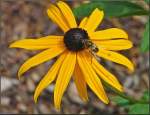 Insekten und Spinnen Letzte Winterreserven tanken. 31.08.08 (Jeanny)