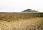 Provinz Zamora bei Moraleja del Vino/Castilla y Le�n, Februar 2002, Weinanbau (Foto eingescannt)