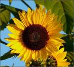 Bl�ten- und Kleinpflanzen Im Abendlicht des 08.09.08 leuchtete diese Sonnenblume besonders sch�n. (Jeanny)