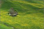 Fr�hling Fr�hlingswiese in der N�he von Disentis. 16.05.2008 (Gisela)