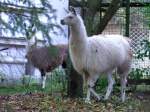 S�ugetiere 2 Lamas haben im Stadtgebiet von Ried i.I. in einem Garten ihr Zuhause gefunden; 081019