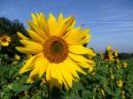 Bl�ten- und Kleinpflanzen Sonnenblume(nfeld); um 40Ct./Stk. darf man sich diese Blumen selbst abschneiden; 081012