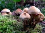 Pilze Pilze im Moos; 081019