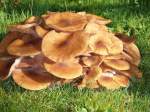Pilze Was ist das f�r ein Pilz? Er w�chst seit diesem Jahr in unserem Garten, 20.10.08