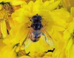 Insekten und Spinnen Noch ein Nektarsammler - 11.10.2008