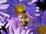 Insekten und Spinnen Noch ein Nektarsammler.