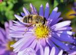 Insekten und Spinnen Nektarsammler in den letzten warmen Tagen - 28.09.2008
