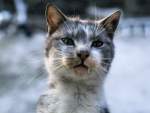 Haustiere 'Vampirkatze' - ein Fall f�r den Zahnarzt.