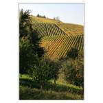 Rems-Murr-Kreis Am Hang des Kernen: Weinberg bei Stetten im Remstal. 25.10.2008 (Matthias)