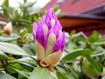 Bl�ten- und Kleinpflanzen Oldenburg, Mai 2005, Ortsteil Kreyenbr�ck
