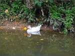 V�gel, Wasserv�gel Doppeltes Entchen aufgenommen am Ufer der Alzette in der N�he von Esslingen am 26.10.08. (Hans)