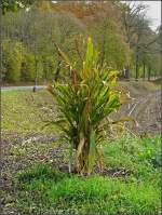 Bl�ten- und Kleinpflanzen Was aus einem vermeintlich verloren gegangenem Maiskorn entstehen kann. Bild aufgenommen am 26.10.08 an einem Weg, der zu einem abgeerntetem Maisfeld f�hrt. (Jeanny) 
